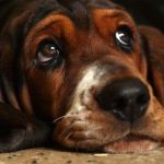 Why the ‘Social Enterprise’ Didn’t&nbsp;Hunt